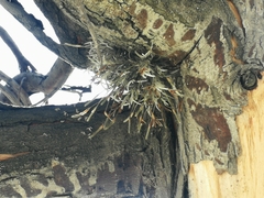 Tillandsia virescens