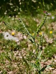 (c) fmunoz, some rights reserved (CC BY) Cynoglossum montanum, photograph (c) fmunoz, some rights reserved (CC BY)