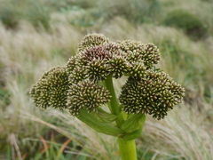 Anisotome latifolia