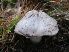 Tricholoma virgatum