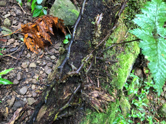 Davallia trichomanoides