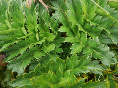 Anisotome latifolia