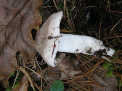 Tricholoma virgatum