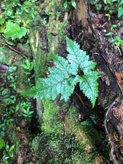 Davallia trichomanoides