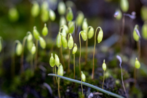 Rosulabryum torquescens, 2026-07-25