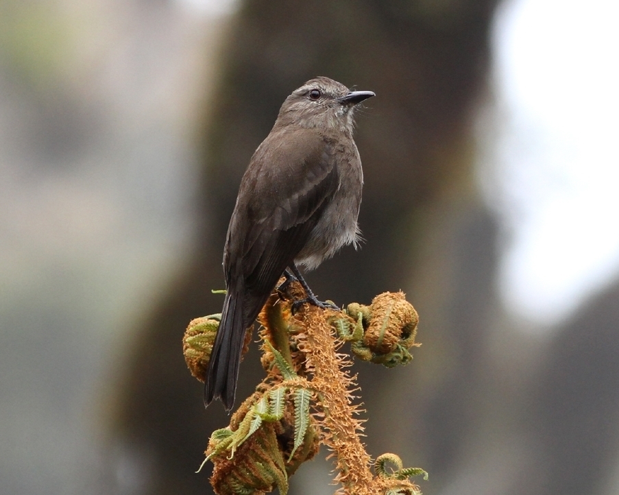 Smoky Bush-Tyrant (Myiotheretes fumigatus) photo