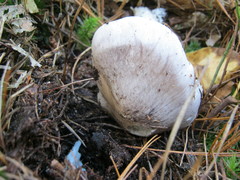 Tricholoma virgatum