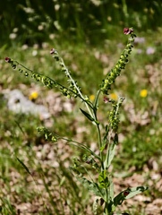 Cynoglossum montanum, photograph (c) fmunoz, some rights reserved (CC BY)