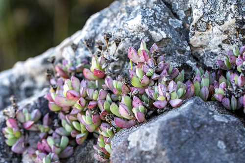 Oscularia caulescens, photograph 2