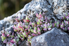 Oscularia caulescens, photograph (c) magriet b, some rights reserved (CC BY-SA)