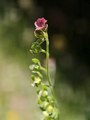 (c) fmunoz, some rights reserved (CC BY) Cynoglossum montanum, photograph (c) fmunoz, some rights reserved (CC BY)