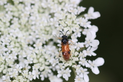 Arge melanochra