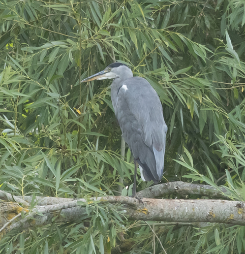 iNaturalist image
