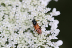Arge melanochra