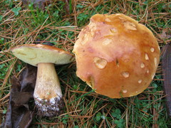 Boletus subcaerulescens