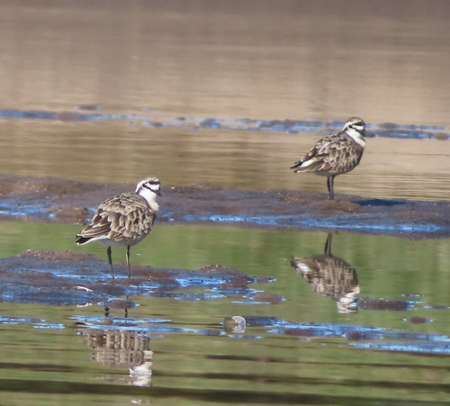 iNaturalist image