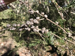 Leptospermum squarrosum