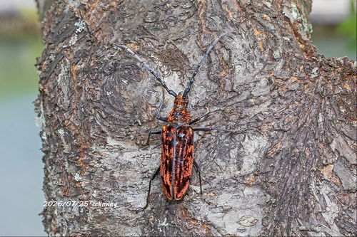 Hemadius oenochrous