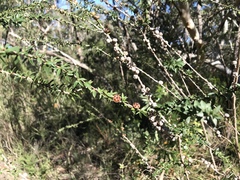 Leptospermum squarrosum