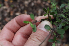 Coprosma dumosa