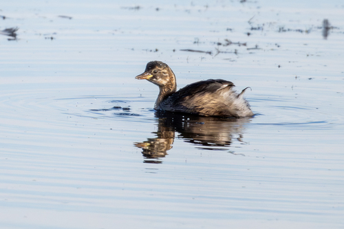 iNaturalist image