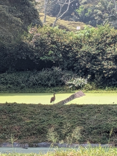 iNaturalist image