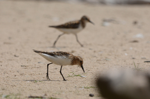 iNaturalist image