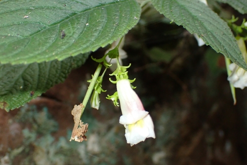 Didymocarpus corchorifolius