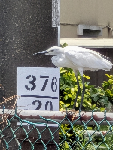 iNaturalist image