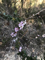 Leptospermum squarrosum