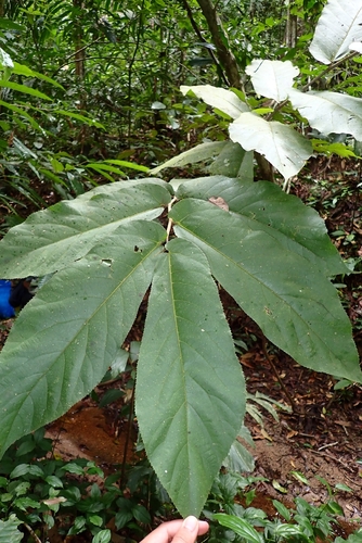 Ficus ridleyana