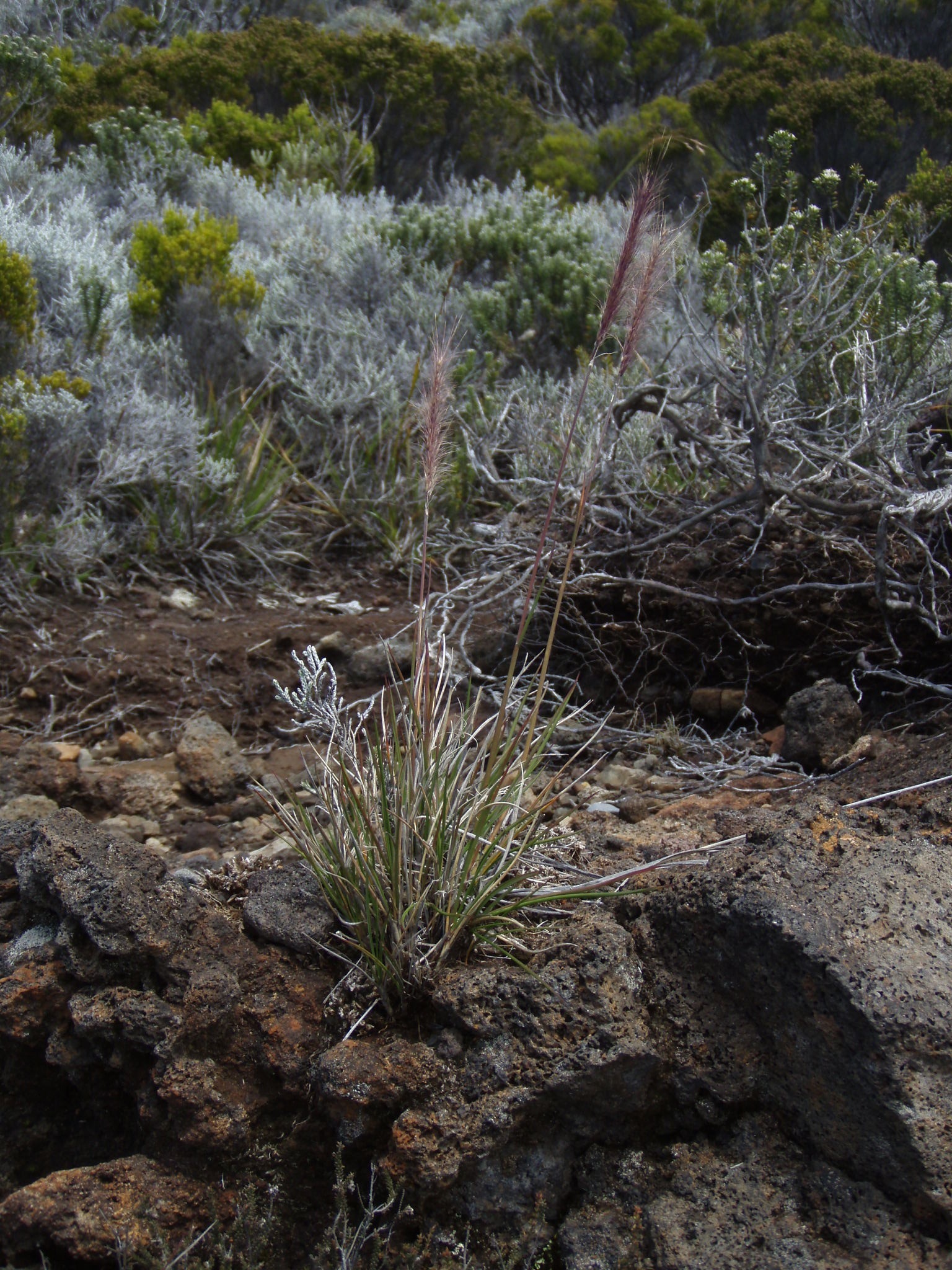 (c) Ulf Swenson, certains droits réservés (CC BY-NC) https://www.inaturalist.org/observations/44564020
