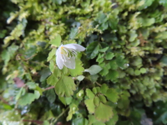 Dichocarpum adiantifolium