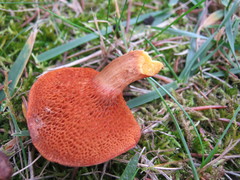 Chalciporus rubinellus