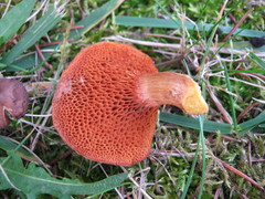 Chalciporus rubinellus
