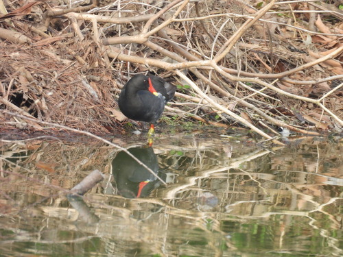 iNaturalist image
