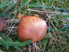 Chalciporus rubinellus