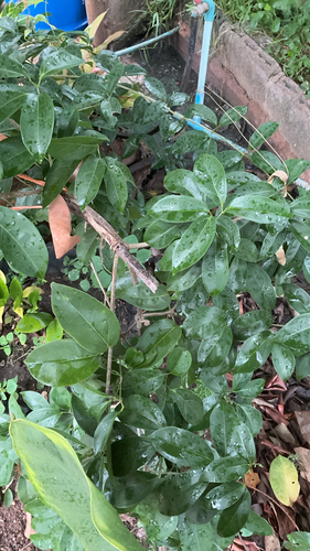 Garlic Vine