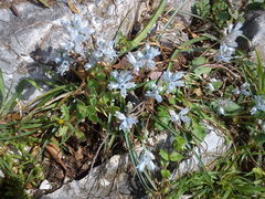 Bellevalia hyacinthoides