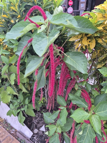 Chenille-plant