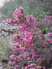 Erica manipuliflora