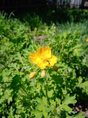 Chelidonium majus