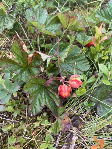 cloudberry