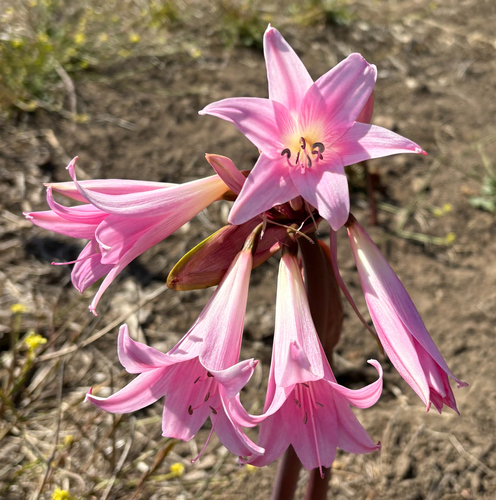 iNaturalist observation photo of Belladonna Lily