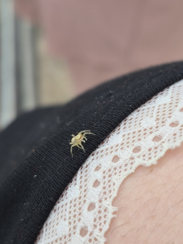Multi-Coloured Phintella