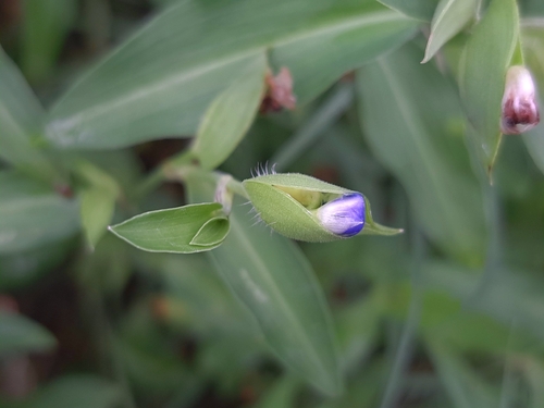Commelina auriculata, photograph 1