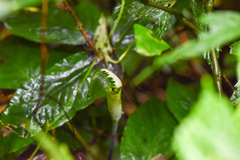 Arisaema penicillatum