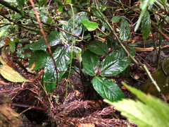 Arisaema penicillatum