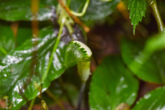 Arisaema penicillatum