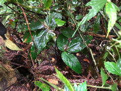 Arisaema penicillatum